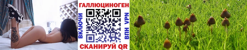 Купить  Ростов  Галлюциногенные грибы Psilocybe 